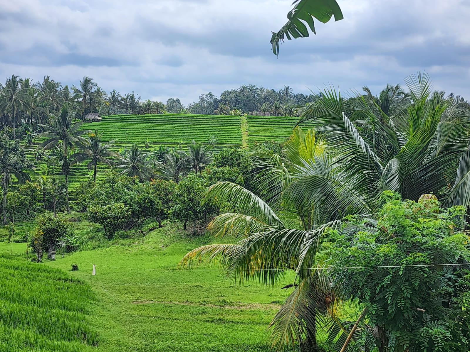 TANAH 98 ARE DIBAWAH KAKI GUNUNG BATUKARU - TABANAN
