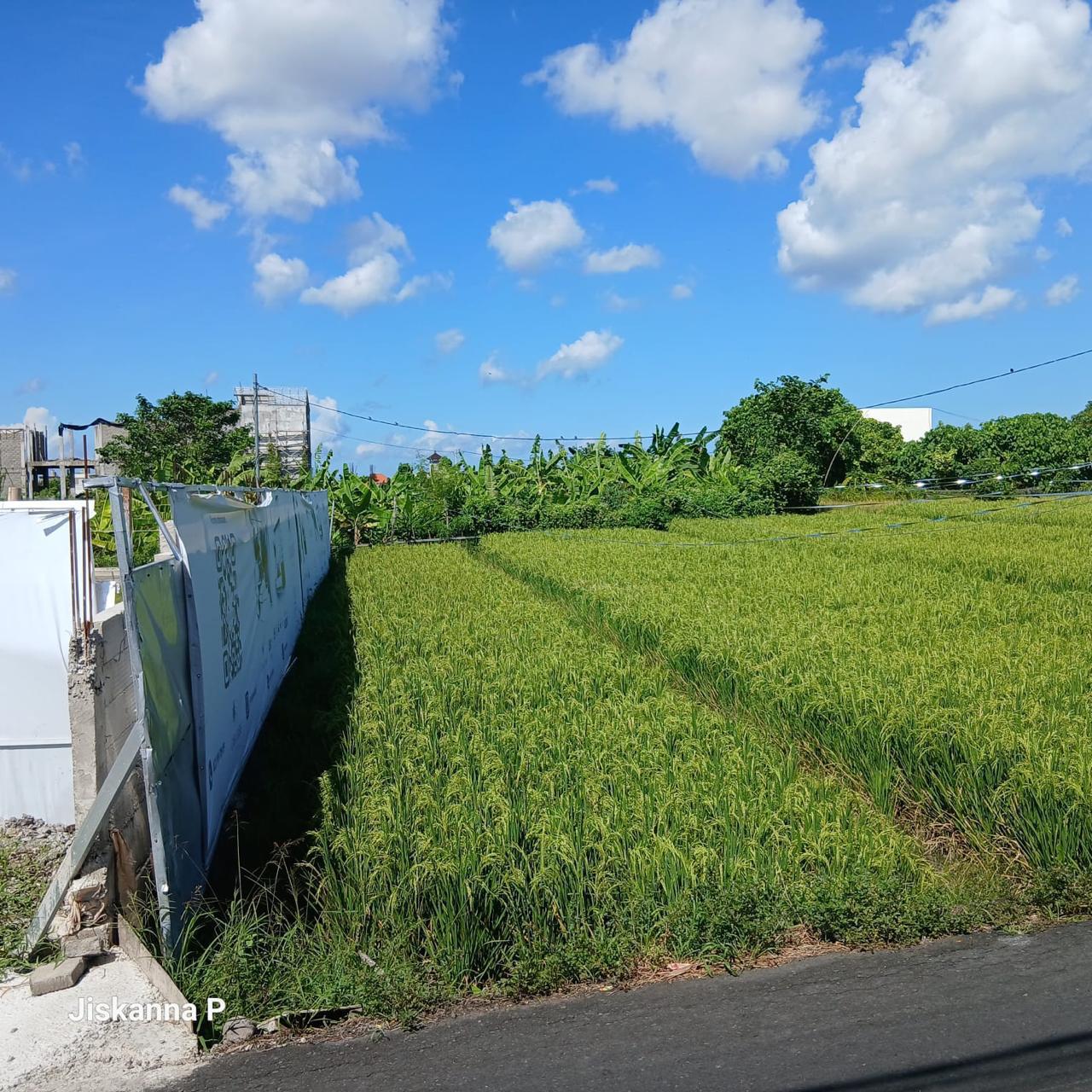 TANAH 9,5 ARE LEASEHOLD VIEW SAWAH DI PADONAN
